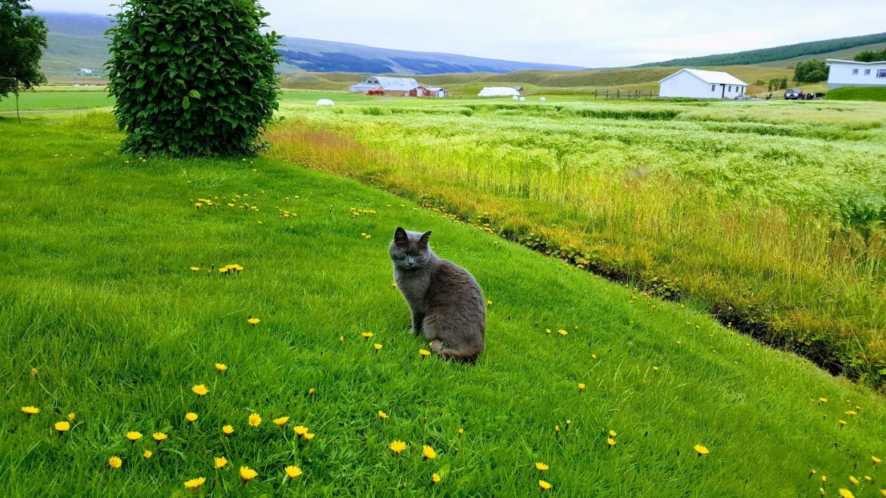 Apartment Breidamyri Farm Laugar (North Iceland)